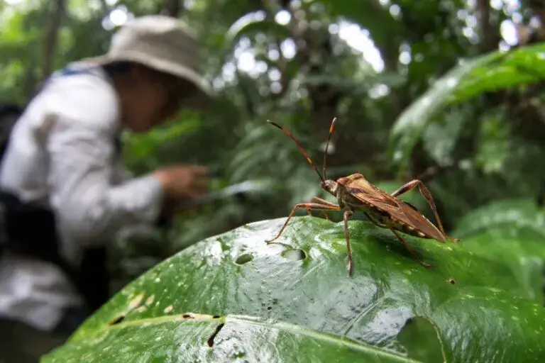 Nuevo insecto Latinoamérica descubierto en ecosistema biodiverso con enfoque científico y ambiental