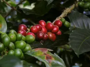 Cacao y café de Colombia exportados a Europa con enfoque social y desarrollo rural sostenible
