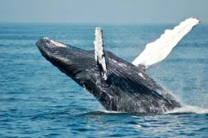 Ballena azul nadando cerca de Loreto ante debate por expansión portuaria y conservación marina