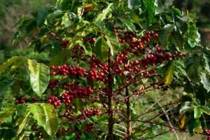 Starbucks México fortalece cafetales en Chiapas con Todos Sembramos Café y apoyo sostenible para productores rurales