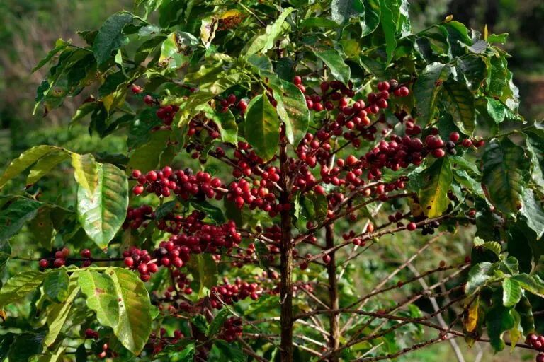 Starbucks México fortalece cafetales en Chiapas con Todos Sembramos Café y apoyo sostenible para productores rurales