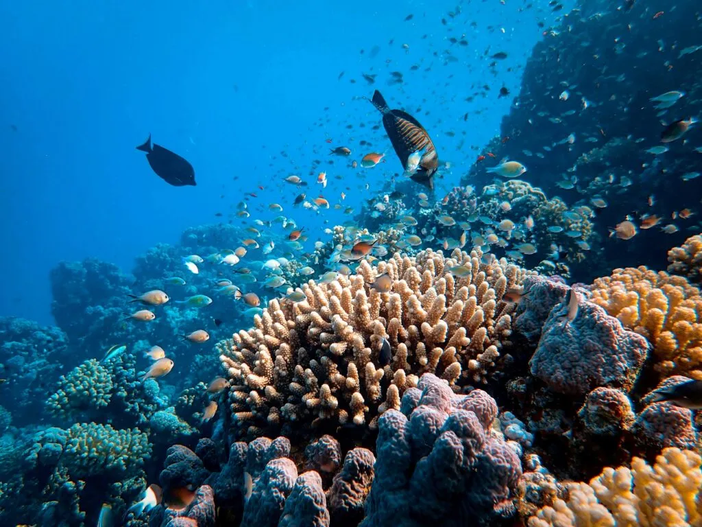 Arrecifes y manglares fortalecen la protección costera y la biodiversidad marina en Latinoamérica