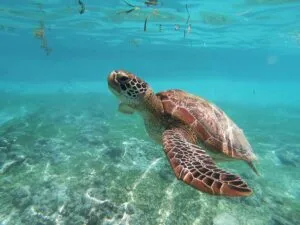 Liberación de tortugas marinas en México durante programas de conservación ambiental responsable