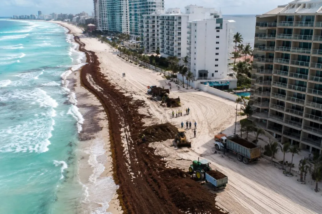 Trabajadores retiran sargazo en Cancún mientras superan 15 mil toneladas recolectadas en playas turísticas de Quintana Roo