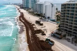 Trabajadores retiran sargazo en Cancún mientras superan 15 mil toneladas recolectadas en playas turísticas de Quintana Roo