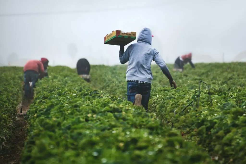 Día del Migrante destaca el aporte de mexicanos en Estados Unidos y su impacto en la comunidad latina.