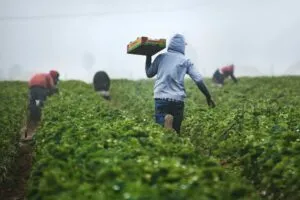 Día del Migrante destaca el aporte de mexicanos en Estados Unidos y su impacto en la comunidad latina.