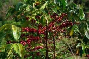 Exportaciones de café colombiano enfrentan una suspensión temporal en Buenaventura después del terremoto registrado en Colombia.