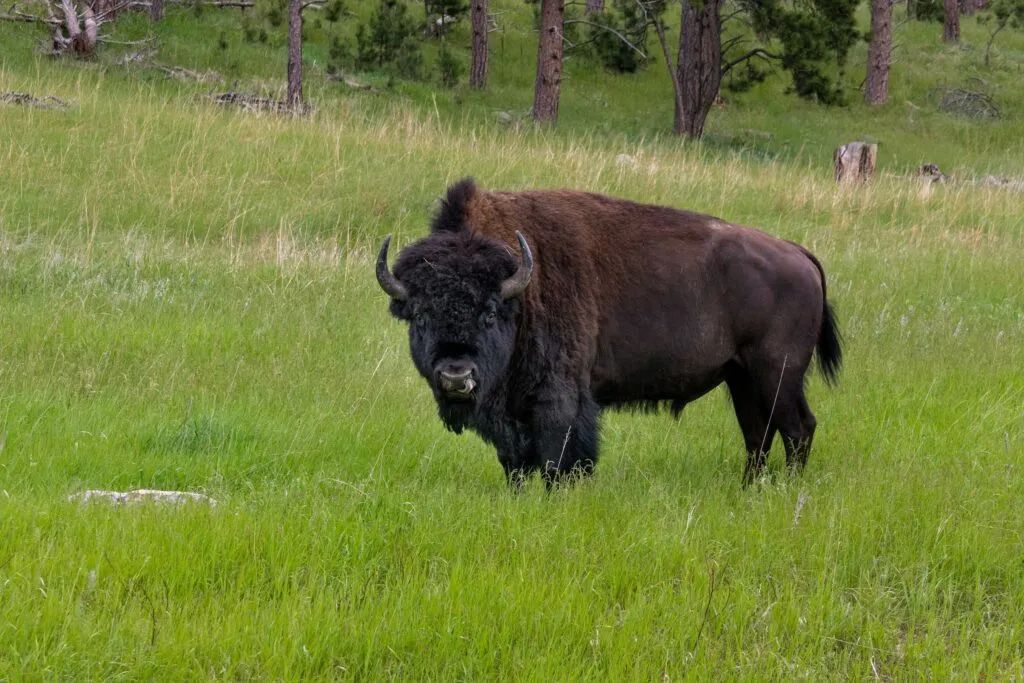 Bisontes en México recorren Cuatro Ciénegas para recuperar pastizales, mejorar el suelo y fortalecer la biodiversidad del desierto
