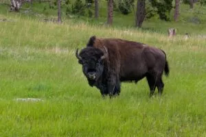 Bisontes en México recorren Cuatro Ciénegas para recuperar pastizales, mejorar el suelo y fortalecer la biodiversidad del desierto
