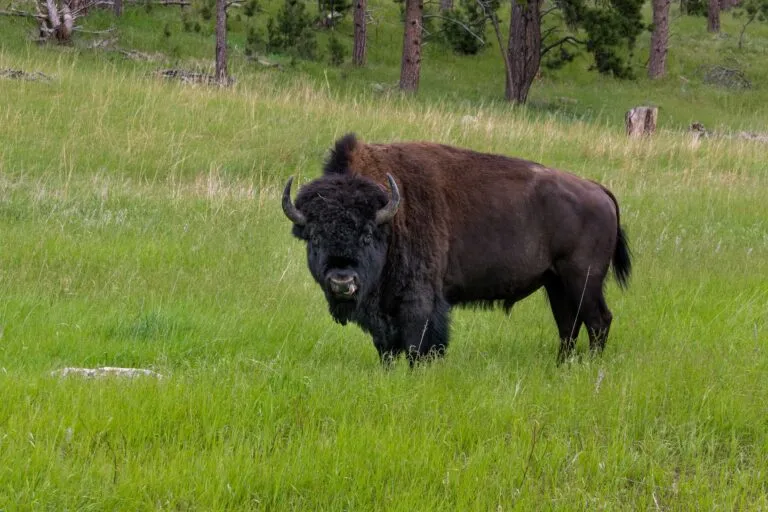 Bisontes en México recorren Cuatro Ciénegas para recuperar pastizales, mejorar el suelo y fortalecer la biodiversidad del desierto