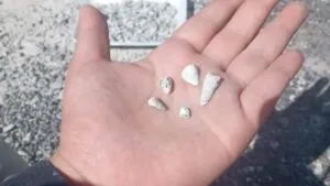 Madres buscadoras reportan alrededor de 1,600 dientes de leche recuperados desde 2021 en Zacapu, Michoacán. Esto es lo confirmado y lo que falta esclarecer.