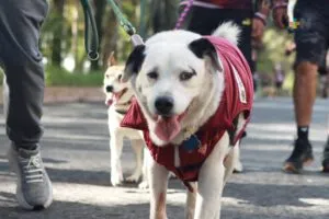 Perro y gato descansando juntos dentro de una vivienda, representando la presencia de mascotas en los hogares mexicanos.