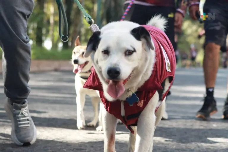 Perro y gato descansando juntos dentro de una vivienda, representando la presencia de mascotas en los hogares mexicanos.